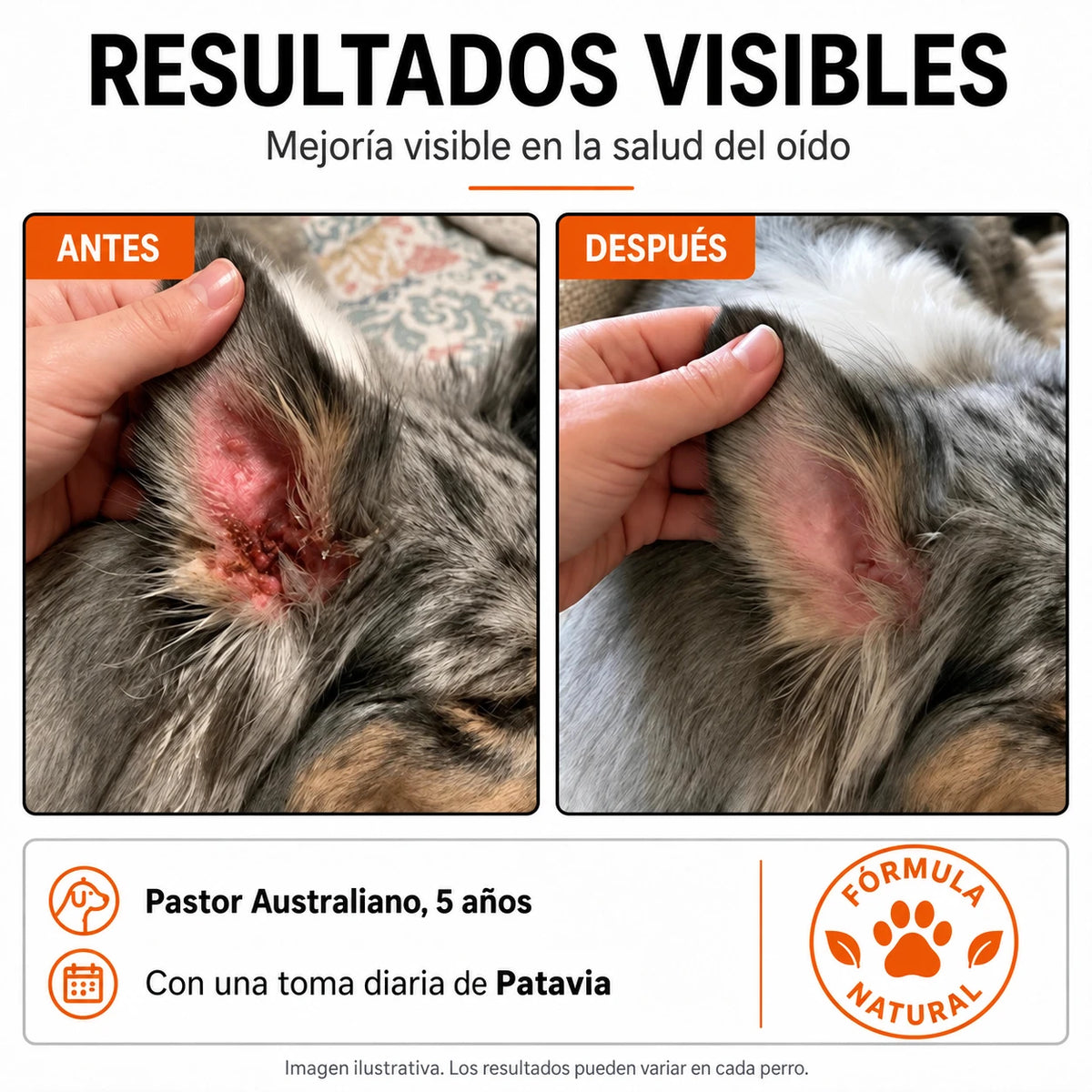 Perro sacudiendo la cabeza