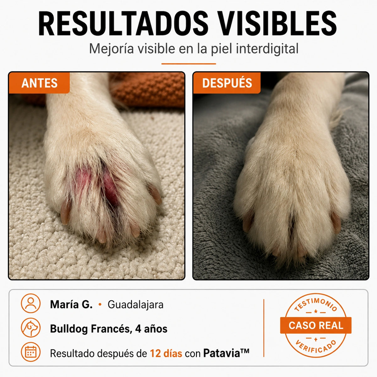 Perro lamiéndose una pata