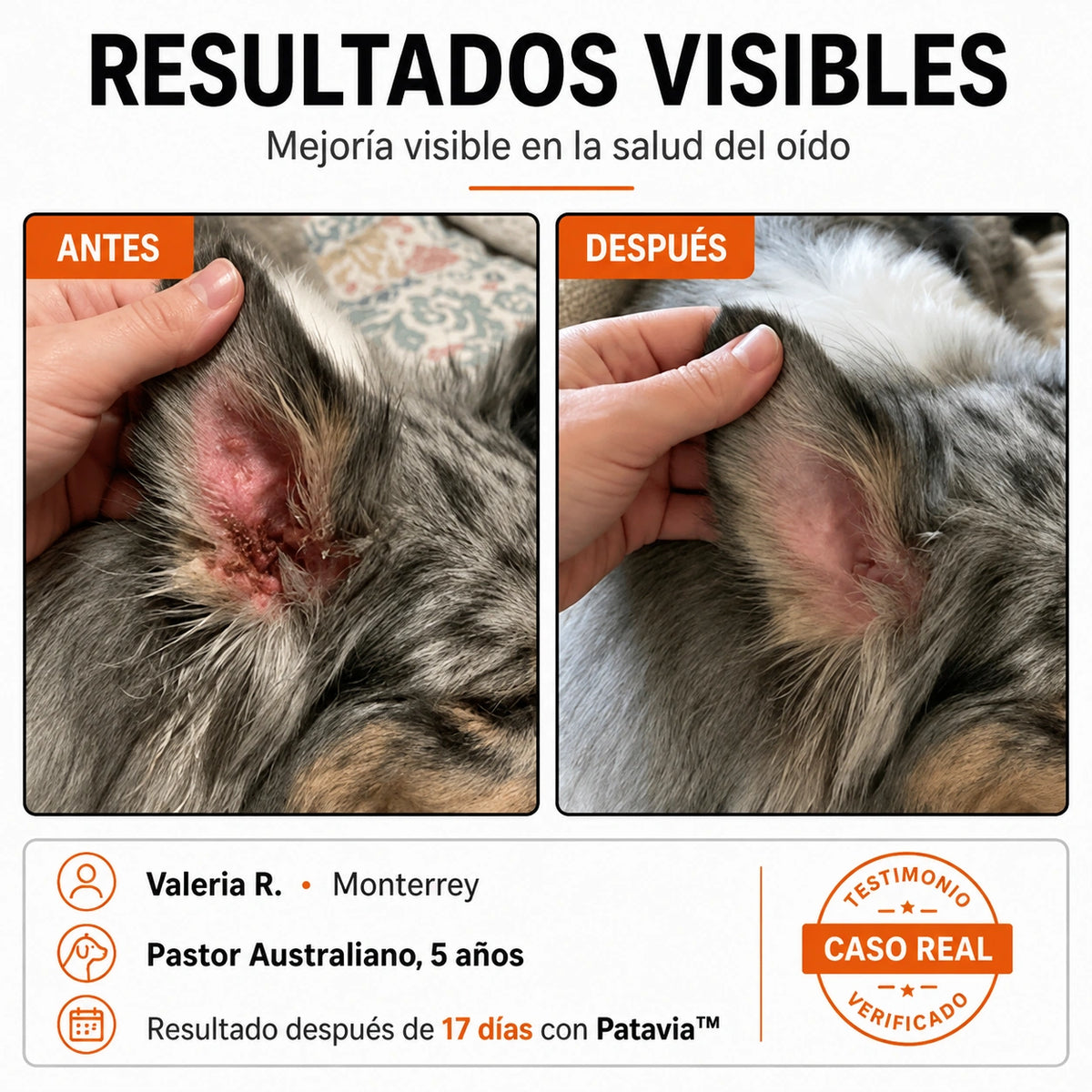Perro sacudiendo la cabeza