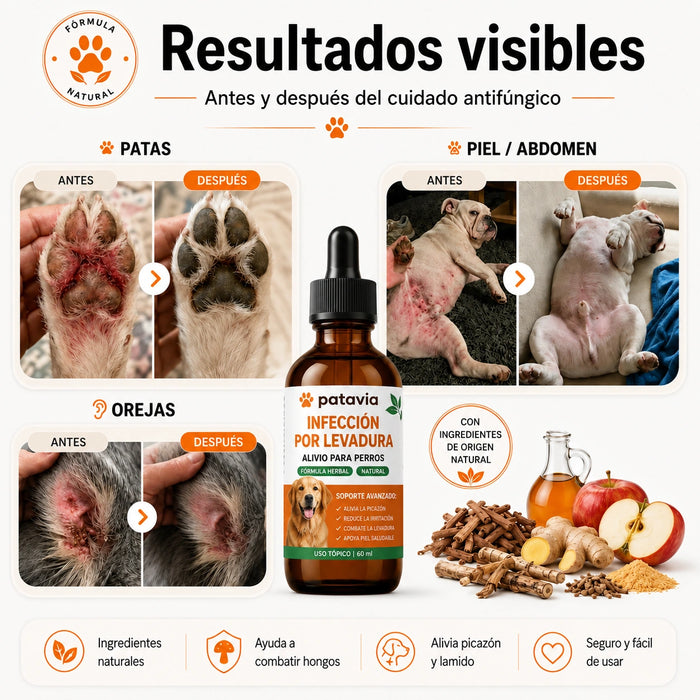 Fórmula veterinaria natural para eliminar hongos en perros